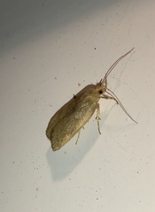 Phaeosaces coarctatella