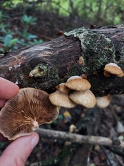 Crepidotus calolepis