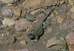 Liolaemus archeforus