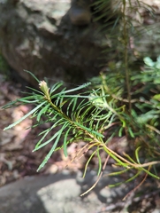 Banksia spinulosa