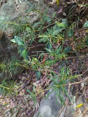 Banksia spinulosa