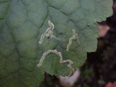 Phytomyza tiarellae
