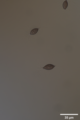 Choanephora cucurbitarum