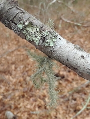Ramalina celastri