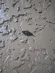 Desmia maculalis