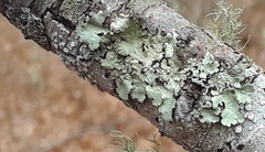 Flavopunctelia soredica