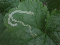Phytomyza tiarellae