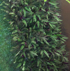 Tradescantia spathacea