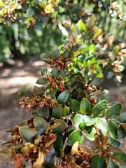 Nothofagus solandri