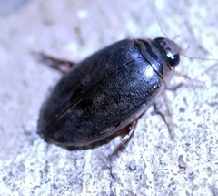 Thermonectus nigrofasciatus