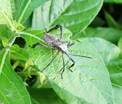 Acanthocephala alata