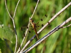 Libellula semifasciata