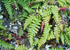 Cranfillia deltoides