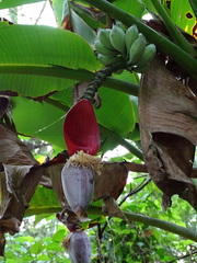 Musa balbisiana