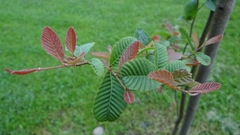 Nothofagus alpina