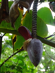 Musa balbisiana