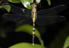 Orthetrum boumiera