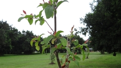 Nothofagus alpina