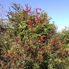 Ilex