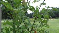 Nothofagus alpina