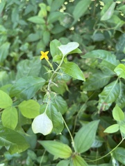 Mussaenda formosanum