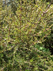 Coprosma rugosa