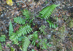 Cranfillia deltoides