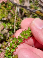 Platysace stephensonii