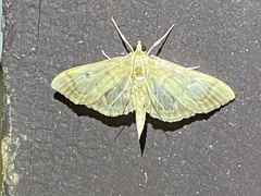 Herpetogramma aeglealis