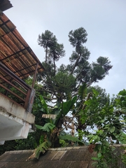 Araucaria