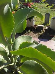 Kalanchoe