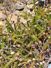 Platysace stephensonii