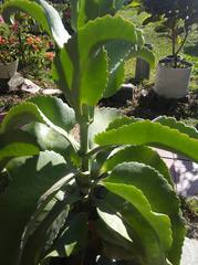 Kalanchoe