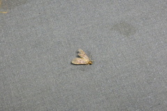 Herpetogramma phaeopteralis