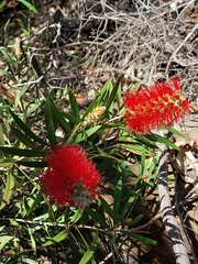 Melaleuca citrina