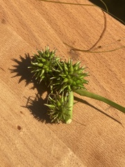 Sparganium fluctuans