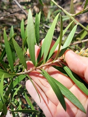 Melaleuca citrina