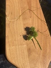 Sparganium fluctuans