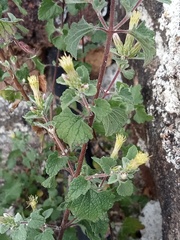 Brickellia veronicifolia