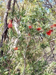 Melaleuca citrina