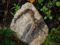 Geophis semidoliatus