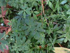 Galium odoratum