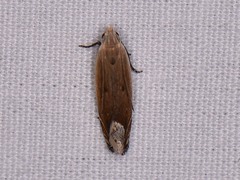 Anacampsis paltodoriella