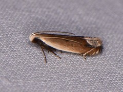 Anacampsis paltodoriella
