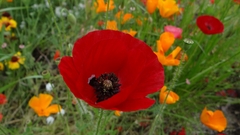 Papaver rhoeas