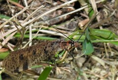 Archichauliodes guttiferus