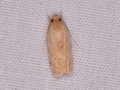 Antaeotricha haesitans