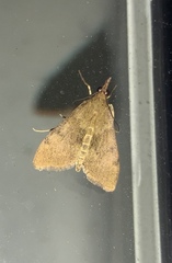 Uresiphita
