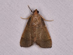 Hypsopygia nostralis