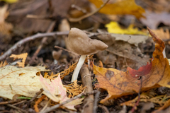 Helvella elastica